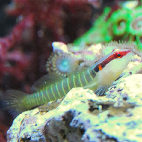 Aquaticlog Stock By Teenyreef Added Green Banded Goby Elacatinus