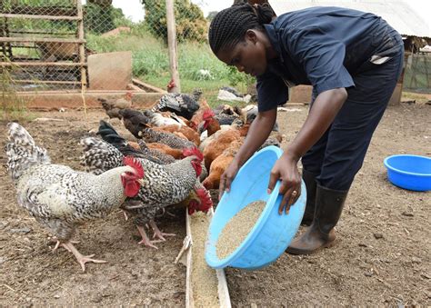 How To Start Profitable Local Chicken Farming Uganda