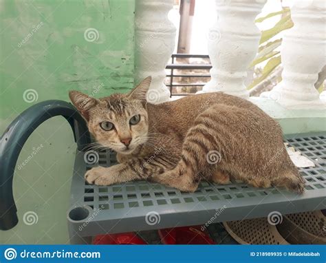 Domestic Cat In Indonesia Stock Image Image Of Cutecat 218989935