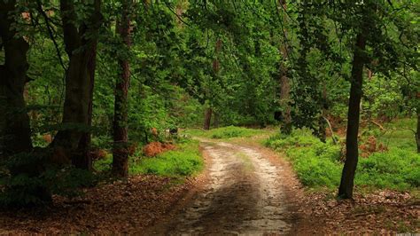 Landscape Nature Tree Forest Woods Path Road Wallpaper 1920x1080