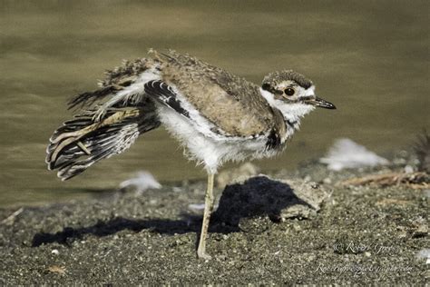 Killdeer A True Tale Of Nests Eggs And Chicks A Hatching — Robert