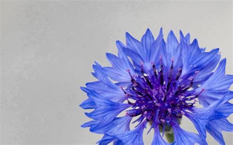 Blue Cornflower Nz Mnd Site New Zealand Cornflower Charity