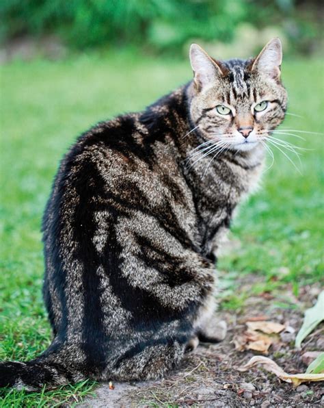 Comment Accueillir Un Chat De Gouttière Conseils