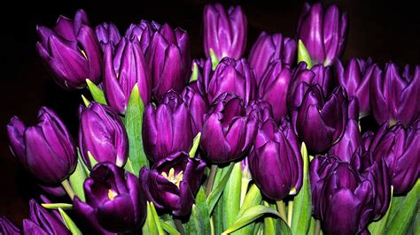 4k Purple Tulips Wallpapers High Quality Download Free