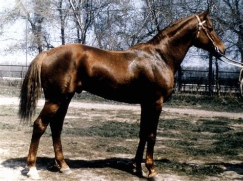 kustanair   breed  horse developed  kazakhstan   late   early  centuries