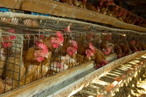 Factory Farms An Insiders Look At Industrial Farming