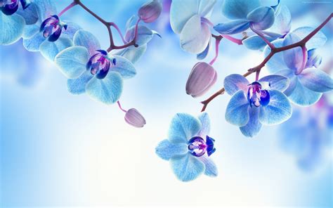 High Resolution Orchid Flower Wallpaper Gambar Bunga