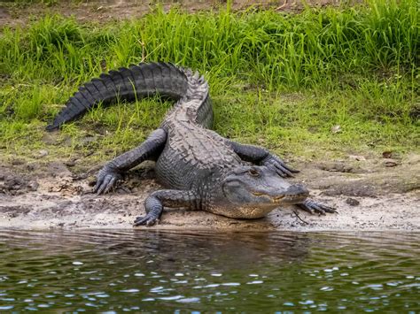 How Many Alligators Are In Lake Jesup