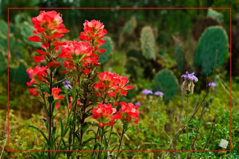 Wildflowers Red Pentax User Photo Gallery