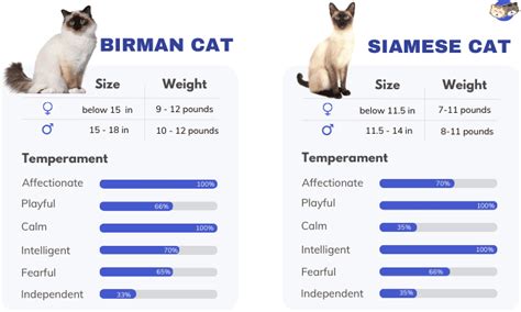 Birman Vs Siamese Cat Similarities And Differences