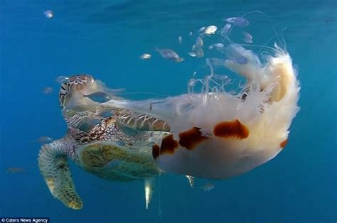 Sea Turtle Takes A Bite Out Of A Lions Mane Jellyfish Daily Mail Online