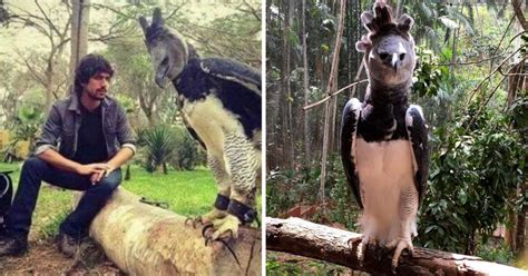 This Is The Harpy Eagle A Bird So Big You May Mistake It For A Person