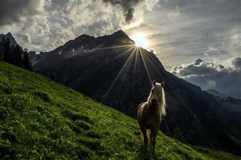 Hintergrundbilder Sonnenlicht Landschaft Berge Tiere Hügel Natur