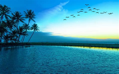 Nature Landscape Birds Flying Sunrise Blue Lake Palm Trees Sea Beach