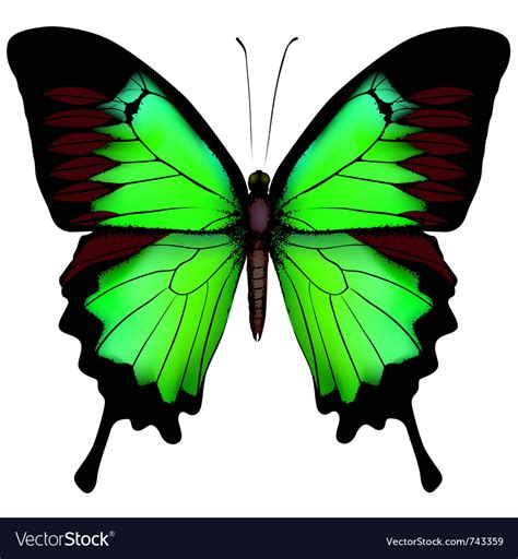 Green Butterfly Royalty Free Vector Image Vectorstock