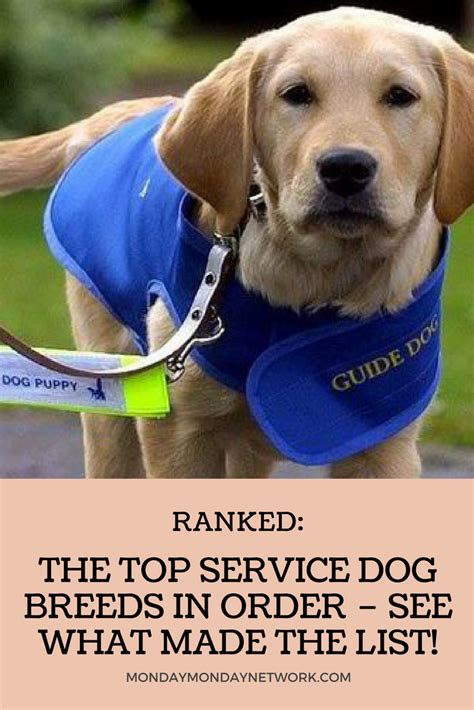 Ranked The Top Service Dog Breeds In Order See What Made The List