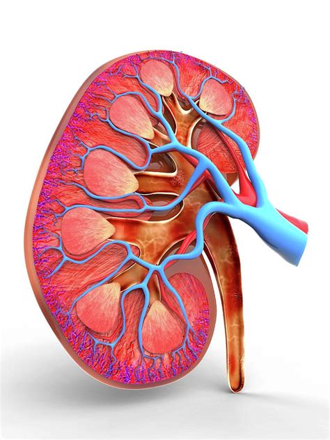 Human Kidney Photograph By Alfred Pasieka