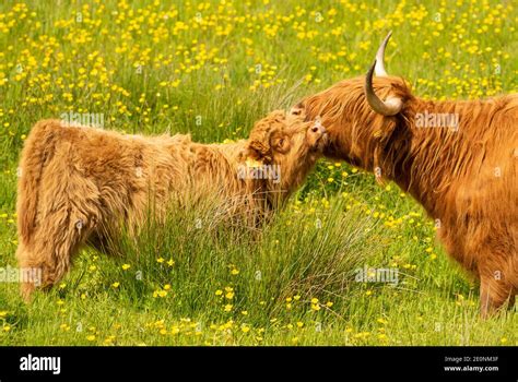 Highland Cow Calf Hi Res Stock Photography And Images Alamy