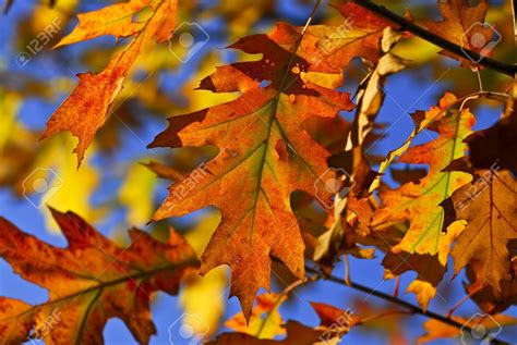Stock Photo Autumn Oak Leaves Of Bright Fall Colors Close Up Oak