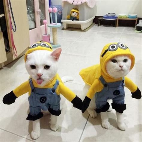 Full Cat Minion Costume Pawmighty Cute Animals Cat Halloween