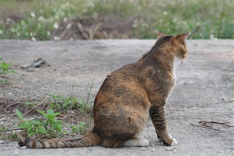 Stray Brown Tabby Cat Is Sitting Stray Cat Or Stray Animal Outdoor