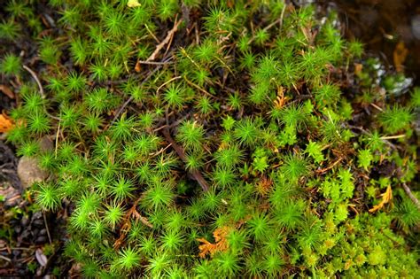 10 Types Of Moss For Your Garden Insteading