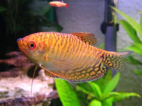 5 Best Fish For A Small Tank Pethelpful