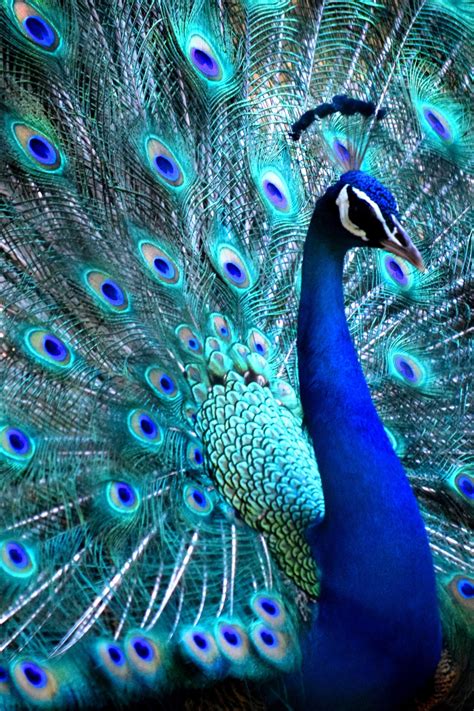 Acrylic Peacock Painting Pe
