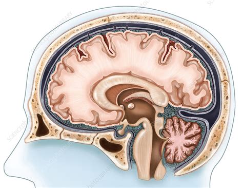 Sagittal View Of The Brain Stock Image C0221134 Science Photo