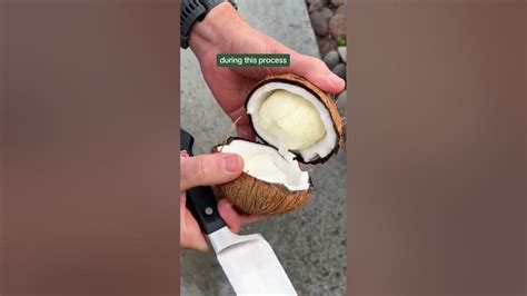 Sprouted Coconuts Youtube