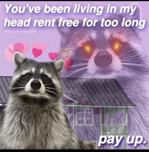 My Favorite Raccoon Memes Nocturnaltrashposts On Insta Rraccoons
