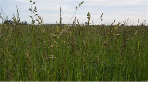 All Purpose Pasture Grass Mix Great Basin Seeds Pasture Grass Seed