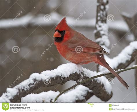 Male Northern Cardinal Stock Image Image Of Branch Male 65330669