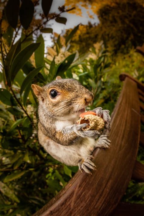 Squirrel Eating Nut Stock Photo Image Of Park Bushy 32753886