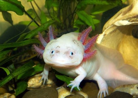 How To Care Axolotl In A Decent Manner Wild Life Risk
