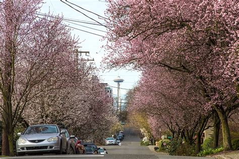 Early Spring Seattle Cherry Blossoms Equal Motion