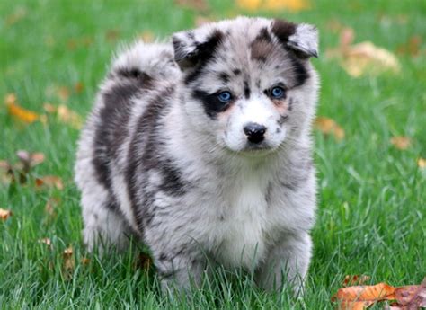 Browse thru our id verified puppy for sale listings to find your perfect puppy in your area. View Ad: Pomsky Puppy for Sale, Pennsylvania, MOUNT JOY, USA