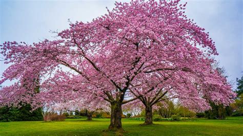 If you're thinking on growing a cherry tree, it's. Cherry Blossom tree and all you need to know about it!
