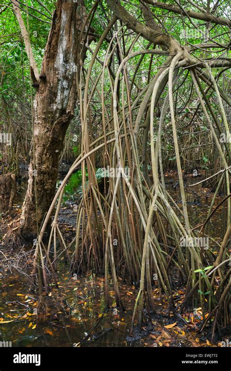 Wild Dark Tropical Forest Landscape Mangrove Trees Growing In The
