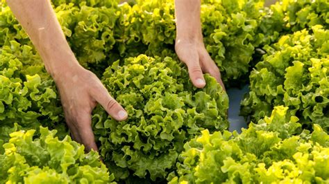 How To Harvest Lettuce 4 Best Methods