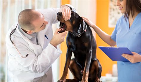 Salivary Cysts Chin And Neck Lumps In Dogs Petcoach