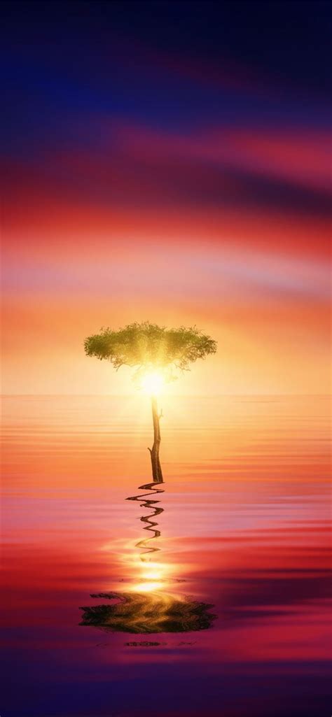 Sunset Ocean Tree Sun Light Iphone 11 Wallpapers Free Download