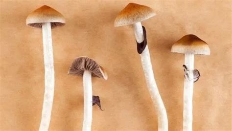 Psilocybin So Hallucinogenic Mushrooms Can Help With Depression