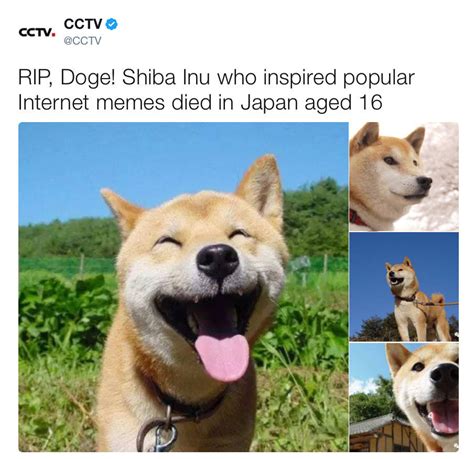 Doge Meme Images Reverse Search