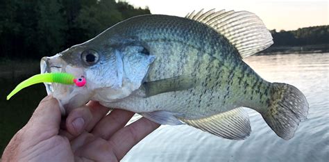 Six Top Baits For Spring Crappie Fishing