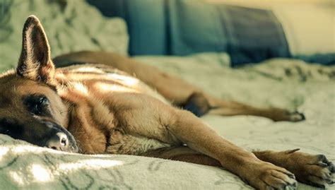 Top 10 Best Dog Beds For German Shepherd Reviewed