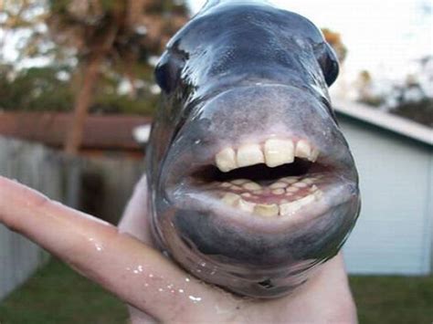 These Sheepshead Fish With Human Teeth Are The Stuff Of Nightmares 21
