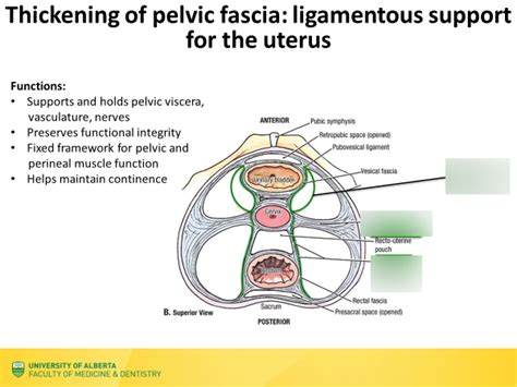 Lec 21 Ligament Support Of Uterus Diagram Diagram Quizlet