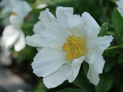 White Single Peony 1 Photograph By Nancy Aurand Humpf Fine Art America