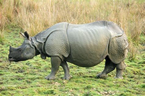 Keep The Five Rhino Species Alive Cgtn
